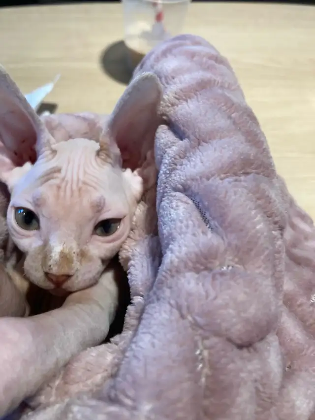 Sphynx kitten for adoption ❤️ - Photo 3
