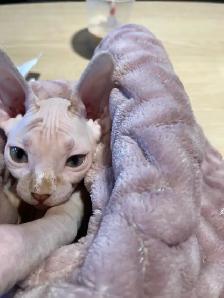Sphynx kitten for adoption ❤️ - Photo 3