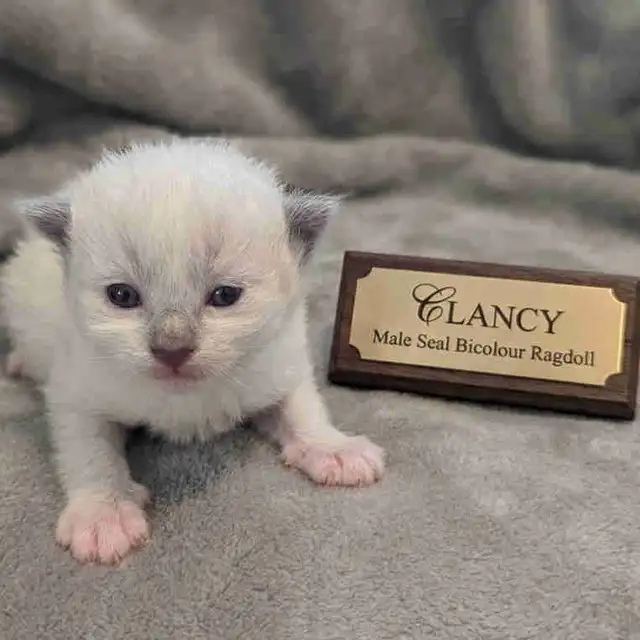 Male Seal Mitted Bicolour Ragdoll