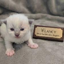 Male Seal Mitted Bicolour Ragdoll