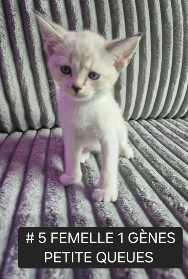 CHATON HIGHLANDS LYNX PURE , MÂLES ET FEMELLES DISPO
