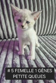 CHATON HIGHLANDS LYNX PURE , MÂLES ET FEMELLES DISPO