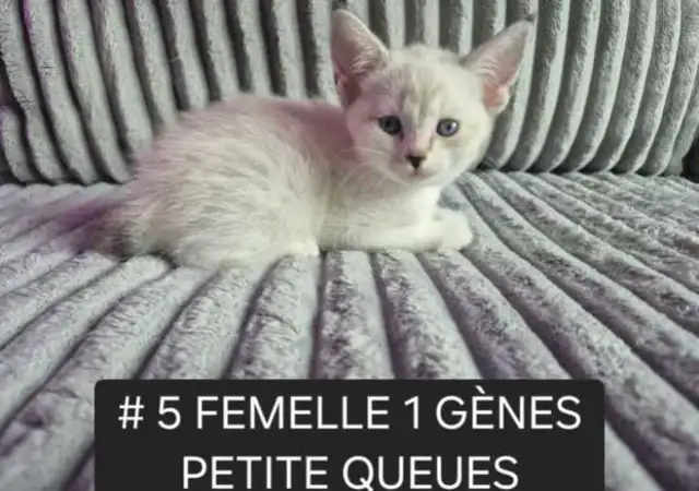 CHATON HIGHLANDS LYNX PURE , MÂLES ET FEMELLES DISPO - Photo 2