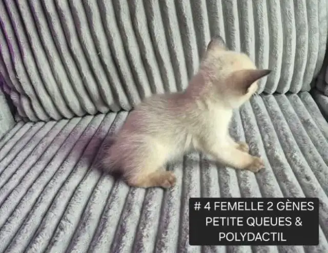 CHATON HIGHLANDS LYNX PURE , MÂLES ET FEMELLES DISPO - Photo 4