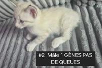 CHATON HIGHLANDS LYNX PURE , MÂLES ET FEMELLES DISPO - Photo 6