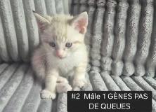 CHATON HIGHLANDS LYNX PURE , MÂLES ET FEMELLES DISPO - Photo 7