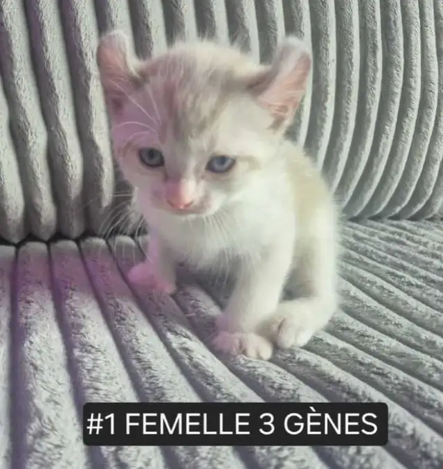 CHATON HIGHLANDS LYNX PURE , MÂLES ET FEMELLES DISPO - Photo 8