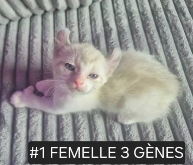 CHATON HIGHLANDS LYNX PURE , MÂLES ET FEMELLES DISPO - Photo 9