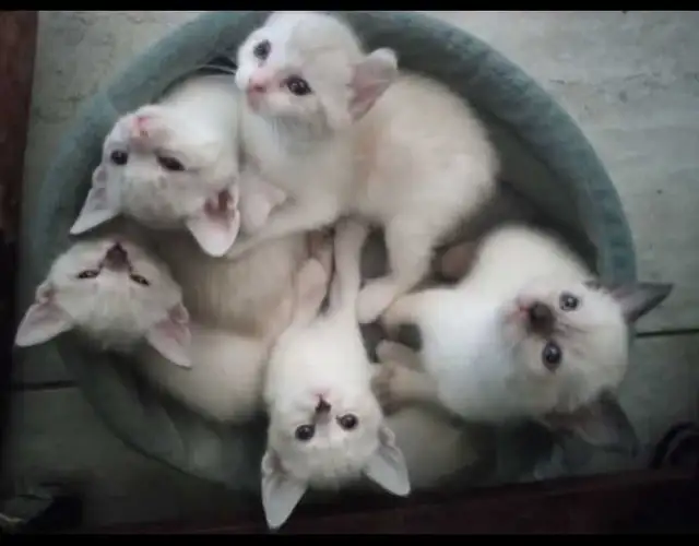 CHATON HIGHLANDS LYNX PURE , MÂLES ET FEMELLES DISPO - Photo 10