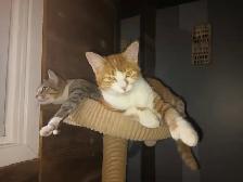 2 polydactyl kittens