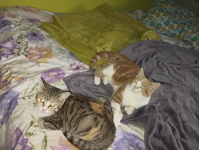 2 polydactyl kittens - Photo 2