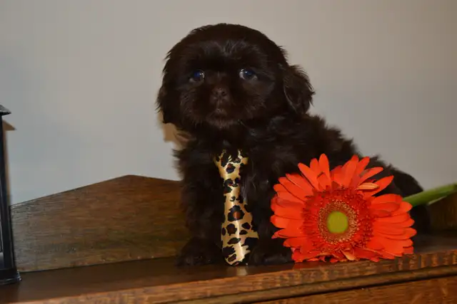 Chiots Shih-Tzu  brun