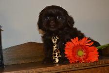 Chiots Shih-Tzu  brun