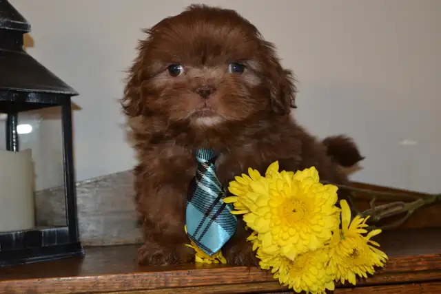 Chiots Shih-Tzu  brun - Photo 2