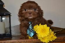 Chiots Shih-Tzu  brun - Photo 2