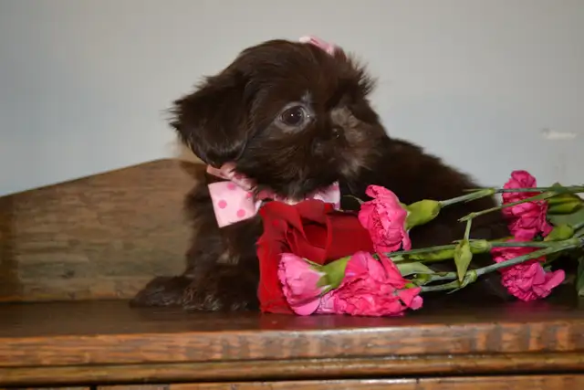 Chiots Shih-Tzu  brun - Photo 3