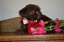 Chiots Shih-Tzu  brun - Photo 3