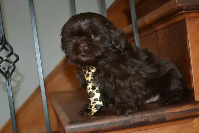 Chiots Shih-Tzu  brun - Photo 4