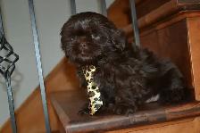 Chiots Shih-Tzu  brun - Photo 4