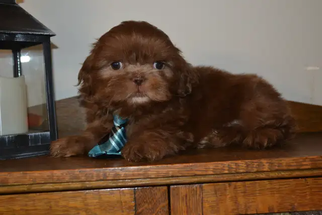 Chiots Shih-Tzu  brun - Photo 5
