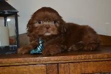 Chiots Shih-Tzu  brun - Photo 5