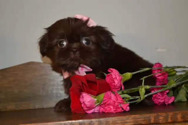 Chiots Shih-Tzu  brun - Photo 6