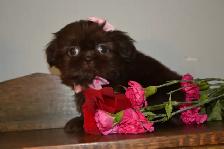 Chiots Shih-Tzu  brun - Photo 6