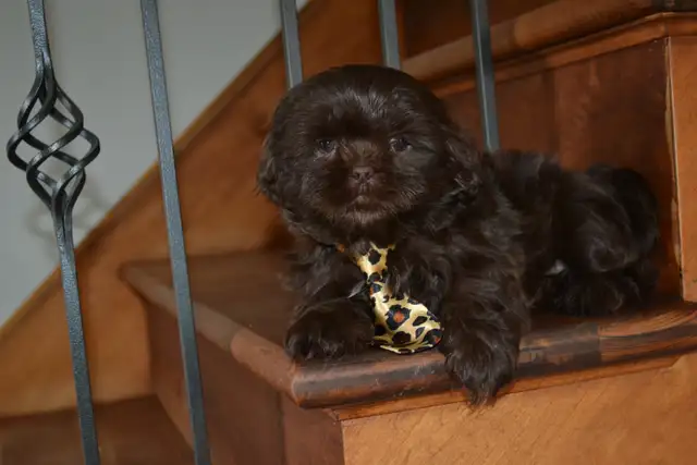 Chiots Shih-Tzu  brun - Photo 7