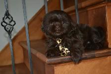 Chiots Shih-Tzu  brun - Photo 7