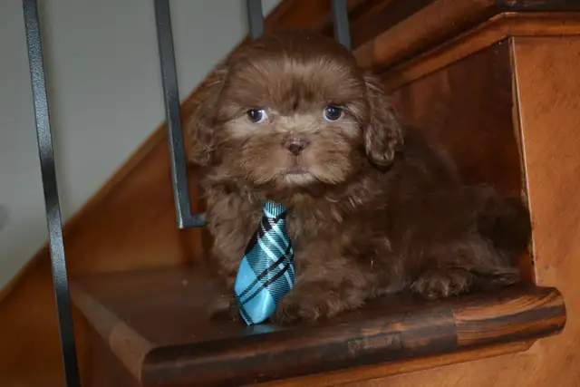 Chiots Shih-Tzu  brun - Photo 8