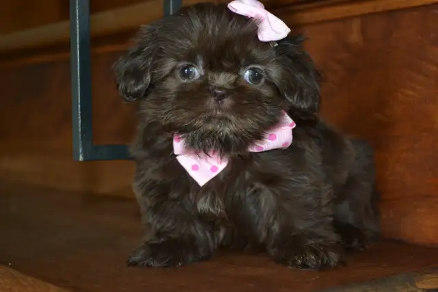 Chiots Shih-Tzu  brun - Photo 9