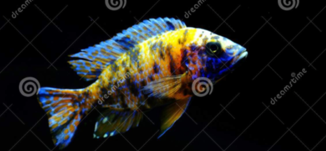 Poissons Aulonocara Ob et Blue Néon