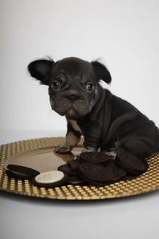 SPECIAL OPPORTUNITY — OREO NEEDS A LOVING HOME ASAP - Photo 3