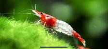 Crevettes Rilly