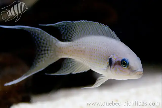 Poisson Princesse du Burundi