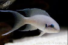 Poisson Princesse du Burundi