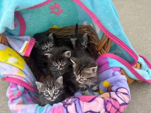 Munchkin kittens