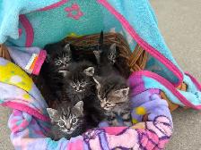 Munchkin kittens