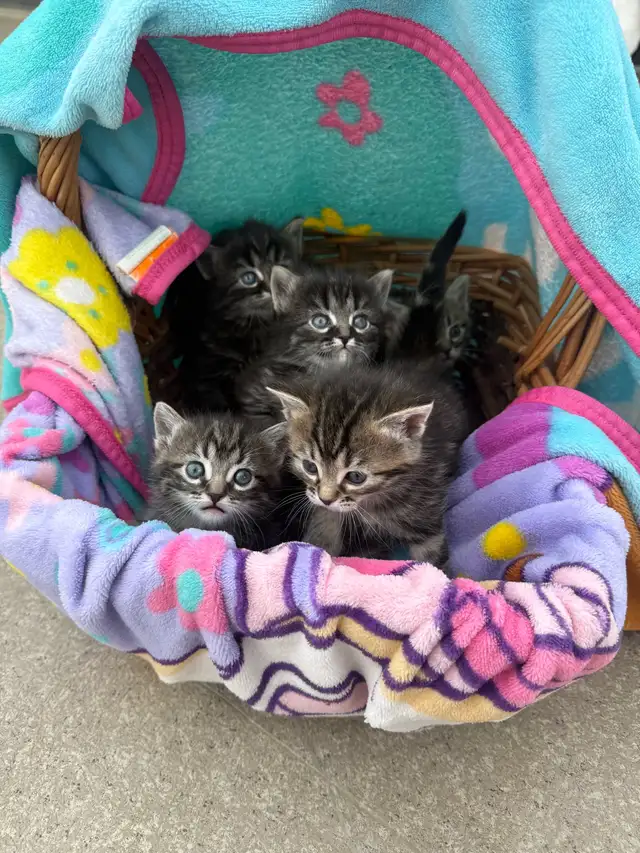 Munchkin kittens - Photo 2