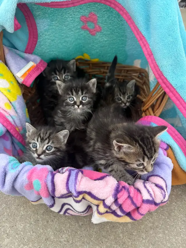 Munchkin kittens - Photo 3
