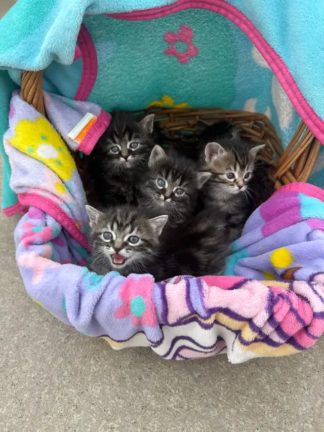 Munchkin kittens - Photo 4