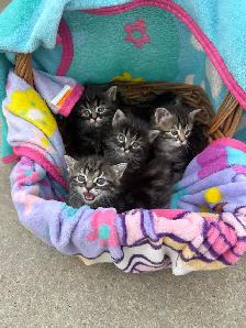 Munchkin kittens - Photo 4