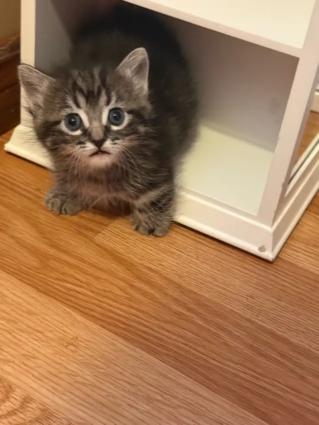 Munchkin kittens - Photo 5