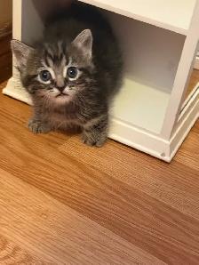 Munchkin kittens - Photo 5