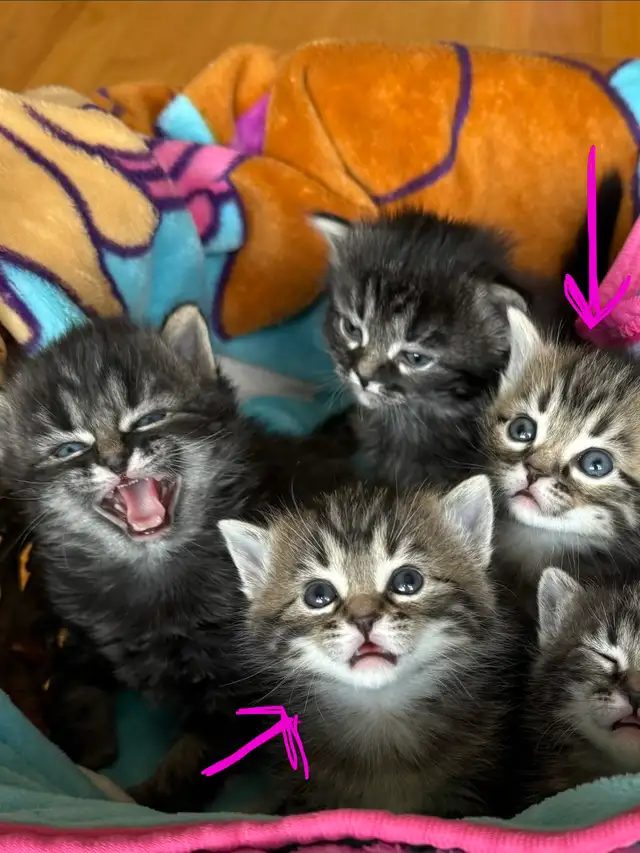 Munchkin kittens - Photo 6