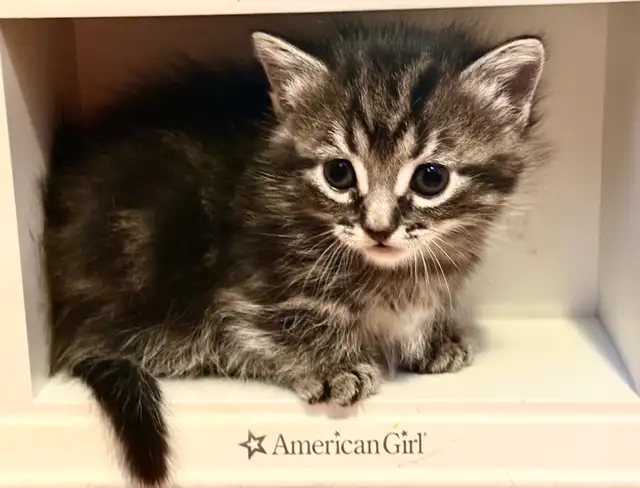 Munchkin kittens - Photo 7