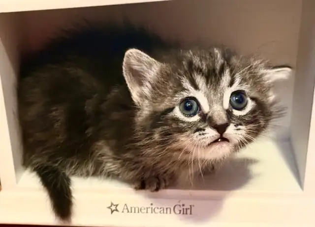 Munchkin kittens - Photo 8
