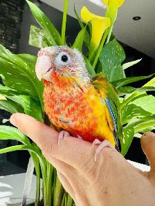 handfed conures - Photo 2