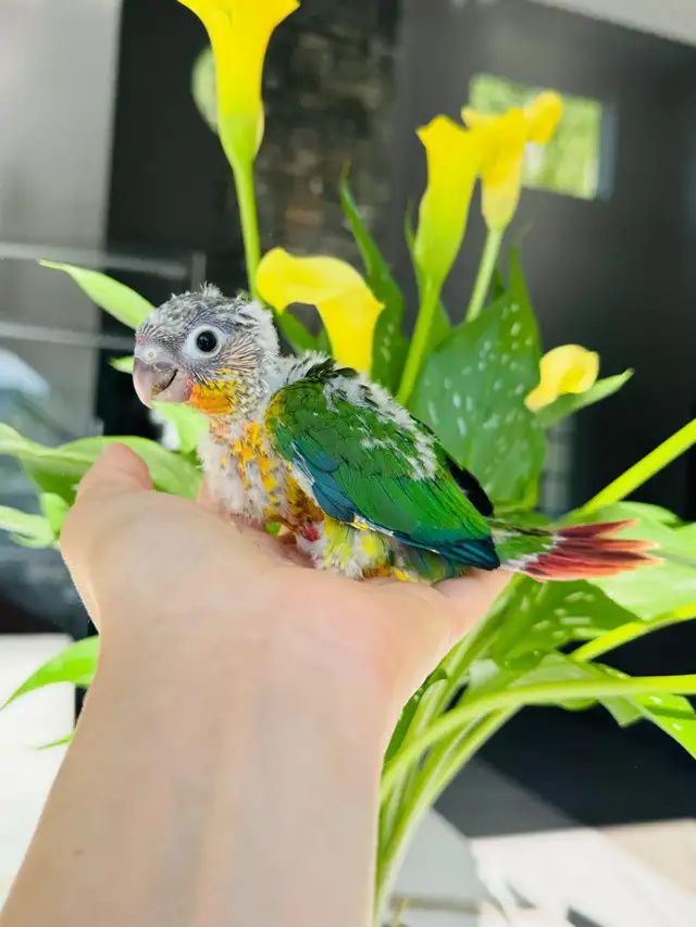 handfed conures - Photo 3