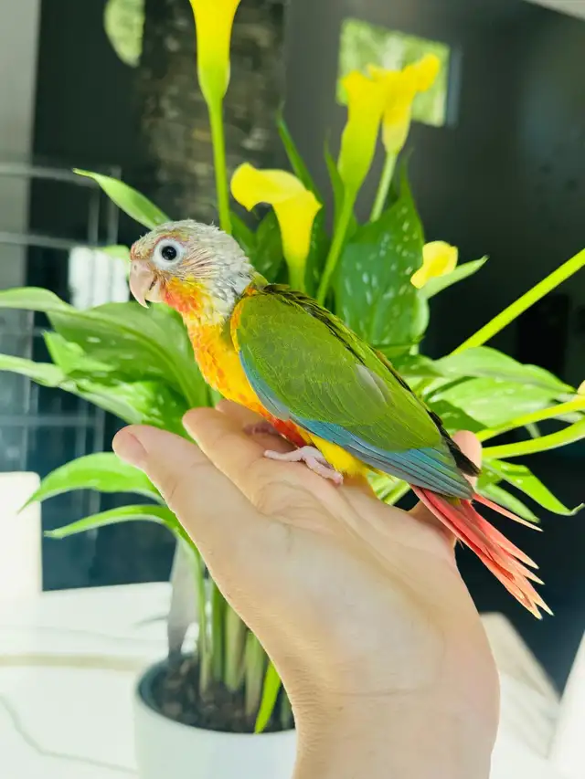 handfed conures - Photo 4